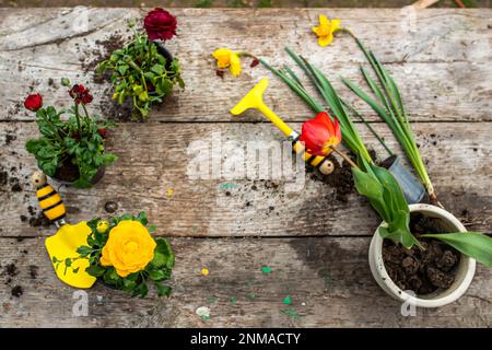 Tulipe dans un pot.Transplantation et coupe de plantes.Instruments de jardin, spatule et pistolet arrosoir à côté de la jonquille avec un oignon.Temps de printemps. Concept de tr Banque D'Images