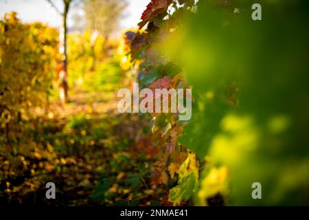 Magnifiques vignes éclairées par le soleil d'automne. République tchèque Banque D'Images