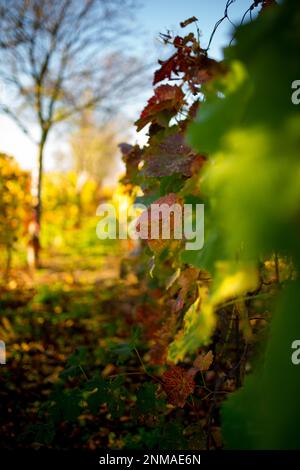 Magnifiques vignes éclairées par le soleil d'automne. République tchèque Banque D'Images