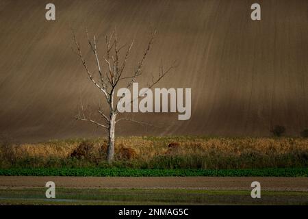 Un arbre isolé au milieu de champs moraves magnifiquement vallonnés. République tchèque Banque D'Images