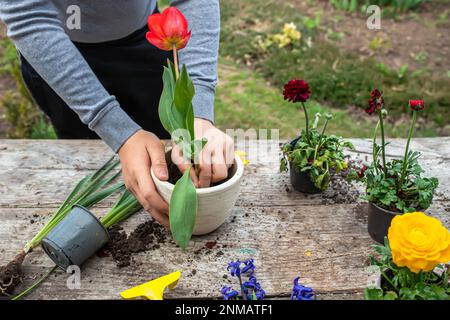 Un jeune agriculteur transplant une grande tulipe rouge d'une casserole en céramique blanche. Travaux de printemps dans le jardin. Banque D'Images