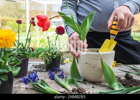 Un jeune agriculteur transplant une grande tulipe rouge d'une casserole en céramique blanche. Travaux de printemps dans le jardin. Banque D'Images