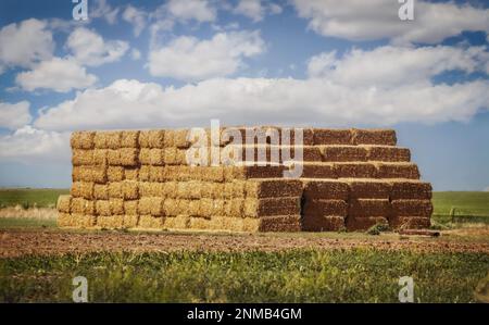 De grandes tas de balles carrées de foin ou de paille sont empilées haut au bord d'un champ labouré avec horizon plat et ciel bleu avec des nuages moelleux - focus sur h Banque D'Images