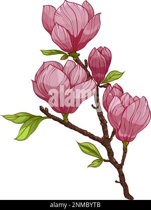 Bouquet de fleurs de Magnolia, illustrations. Composition avec fleurs. Bouquet floral. branche avec fleur rose et feuilles Illustration de Vecteur