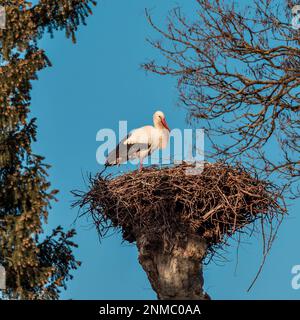 Les cigognes sont assis dans un nid nouvellement fait. Début du printemps. Strasbourg. France. La nature éveille une nouvelle vie. Banque D'Images