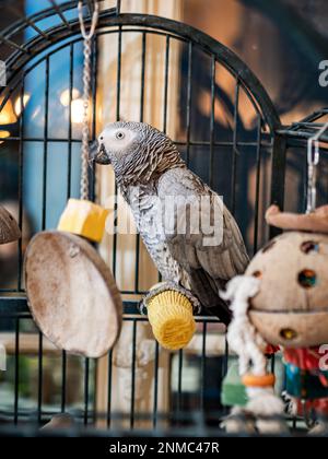 Un grand perroquet de macaw gris vit à la maison, se promène dans l'appartement sans cage. Banque D'Images