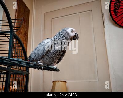 Un grand perroquet de macaw gris vit à la maison, se promène dans l'appartement sans cage. Banque D'Images