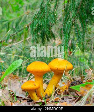 Champignons orange dans la forêt d'automne de l'épinette Banque D'Images