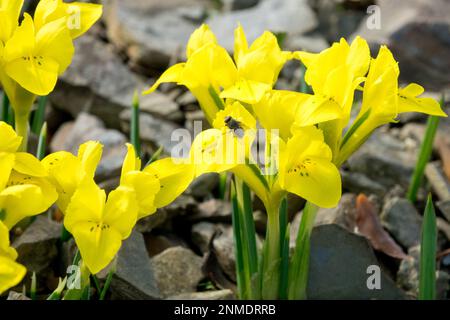 Danford Iris, fleurs, Iris danfordiae, Iris jaune, rocaille, jardin en hiver Banque D'Images