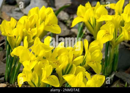 Iris reticulata 'Danfordiae' est un petit iris vivace bulbeux, qui cultira à 10cm de haut. Danford Iris, Rockery Banque D'Images