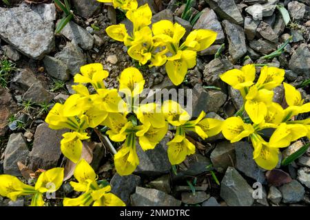 Fin de l'hiver, jardin de roches, vivace, plantes, floraison, Iris danfordiae, Rockery, Garden février Banque D'Images