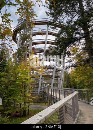 Bad Wildbad, Allemagne - 13 octobre 2020: Gens touristes marchant sur la tour d'observation et le chemin de l'arbre (germe Baumwipfelpfad) Forêt Noire (germe Schw Banque D'Images