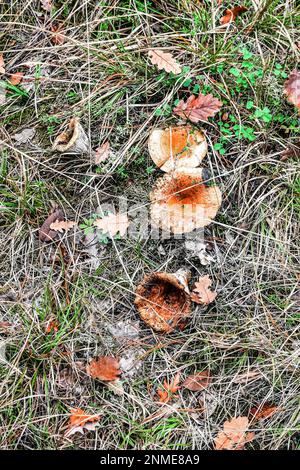 Champignons en forme de chapeau orange dans un environnement d'automne. Gazon long et feuilles de chêne garrées Banque D'Images