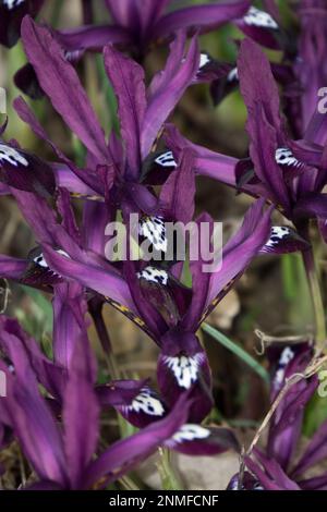 Février, fleurs, jardin, Herbacé, plante, Iris nain, iris réticulé, Rockery, saison, hiver Banque D'Images