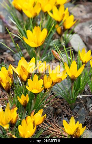 Crocus korolkowii 'Golden Nugget', février, jardin Banque D'Images