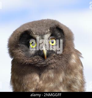 OWL de Tengmalms (Aegolius funereus), jeune oiseau, portrait d'animal, Rothaargebirge, Rothaarsteig, Rhénanie-du-Nord-Westphalie, Allemagne Banque D'Images