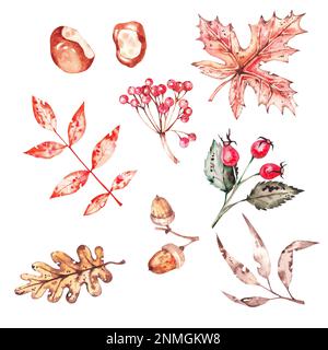 Aquarelle feuilles d'automne noix et baies. Viburnum, frêne de montagne, chêne, rosehip, gland, érable, châtaignier. Éléments dessinés à la main sur un fond blanc pour Banque D'Images