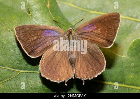 Papillon en chêne bleu papillon femelle avec ailes ouvertes assis sur la feuille verte de derrière Banque D'Images