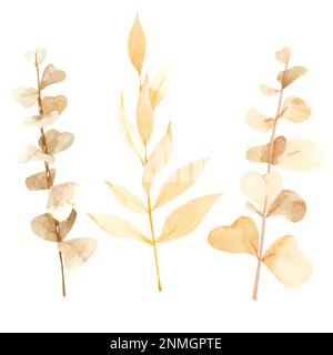 Rameaux d'eucalyptus secs aquarelle sur fond blanc pour la conception du produit Banque D'Images