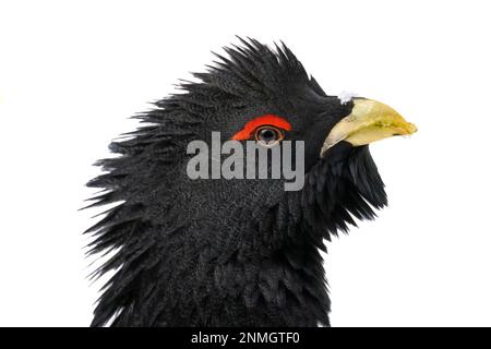 WESTERN capercaillie (Tetrao urogallus), homme, portait, captif, Bavière, Allemagne Banque D'Images