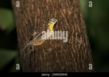 Un lézard à glissement bordé de Sulawesi (Draco spilonotus) se déplaçant sur un arbre dans les réserves naturelles de Tangkoko, au nord de Sulawesi, en Indonésie. Les dernières recherches suggèrent que la richesse en reptiles devrait diminuer de manière significative dans la plupart des régions du monde avec les changements climatiques futurs en cours. « Cet effet, en plus des impacts considérables sur l'étendue, le chevauchement et la position des espèces, était visible sur les lézards, les serpents et les tortues », a écrit une équipe de scientifiques dirigée par Matthias Biber (Département des systèmes de sciences de la vie, École des sciences de la vie, Université technique de Munich, Freising). Banque D'Images