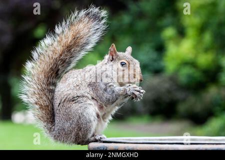 Écureuil (Sciurus), Londres, Angleterre, Royaume-Uni Banque D'Images