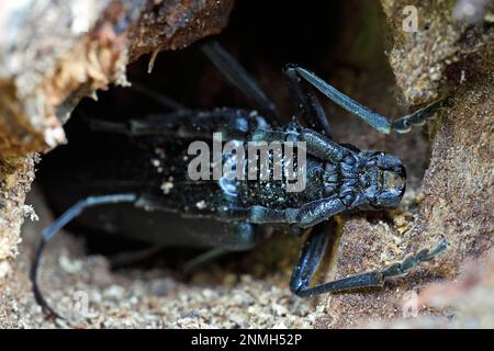 Grand coléoptère du capricorne (Cerambyx cerdo), hérobuck, buck géant, spikébuck, imago à un chêne dans un lieu de cachette de jour, Biosphère moyenne d'Elbe Banque D'Images