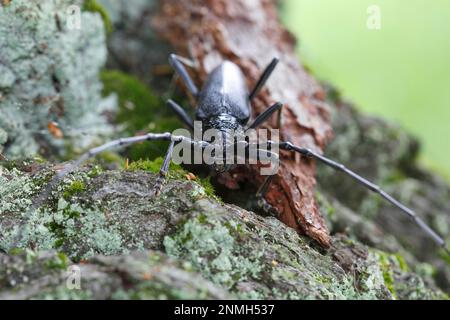 Gros oakbuck, hérobuck, grand coléoptère du capricorne (Cerambyx cerdo), spitbuck, imago sur un chêne, Réserve de biosphère de l'Elbe, Dessau-Rosslau Banque D'Images