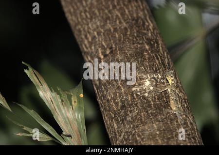 Un lézard à glissement bordé de Sulawesi (Draco spilonotus) se déplaçant sur un arbre dans les réserves naturelles de Tangkoko, au nord de Sulawesi, en Indonésie. Les dernières recherches suggèrent que la richesse en reptiles devrait diminuer de manière significative dans la plupart des régions du monde avec les changements climatiques futurs en cours. « Cet effet, en plus des impacts considérables sur l'étendue, le chevauchement et la position des espèces, était visible sur les lézards, les serpents et les tortues », a écrit une équipe de scientifiques dirigée par Matthias Biber (Département des systèmes de sciences de la vie, École des sciences de la vie, Université technique de Munich, Freising). Banque D'Images