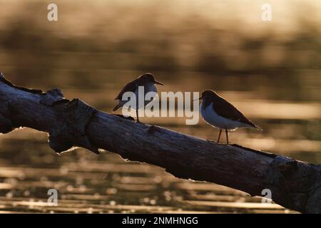 Poncer commun (Actitis hypoleucos), deux individus se reposant contre la lumière sur un arbre tombé, le parc naturel Flusslandschaft Peenetal Banque D'Images