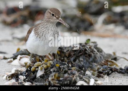 Piper de sable commun (Actitis hypoleucos), fourrager sur la plage, Parc national de la Mer des Wadden en Basse-Saxe, Iles Frise orientale, Basse-Saxe, Allemagne Banque D'Images