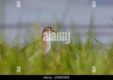 Ponceuse à bois commune (Actitis hypoleucos), animal de repos dans la végétation, Parc national de la Mer des Wadden en Basse-Saxe, Iles Frise orientale, Basse-Saxe Banque D'Images