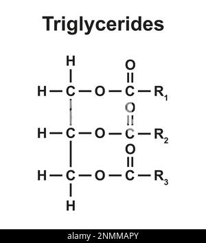 Structure des triglycérides, illustration Banque D'Images