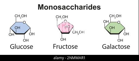 Monosaccharides, illustration Banque D'Images