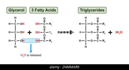 Formation de triglycérides, illustration Banque D'Images
