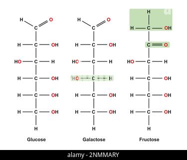 Monosaccharides, illustration Banque D'Images