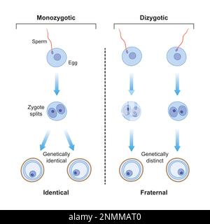 Jumeaux monozygotes et dizygotes, illustration Banque D'Images