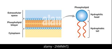 Structure de la bicouche des phospholipides, illustration Banque D'Images