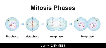 Phases de mitose, illustration Banque D'Images