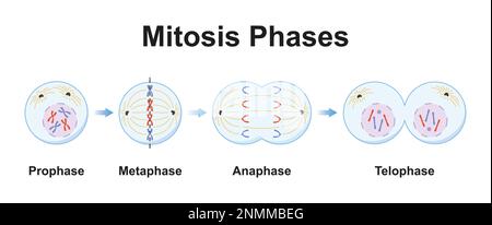 Phases de mitose, illustration Banque D'Images