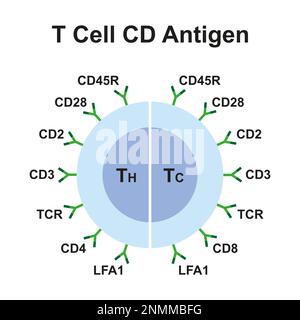 Antigènes CD des cellules T, illustration Banque D'Images