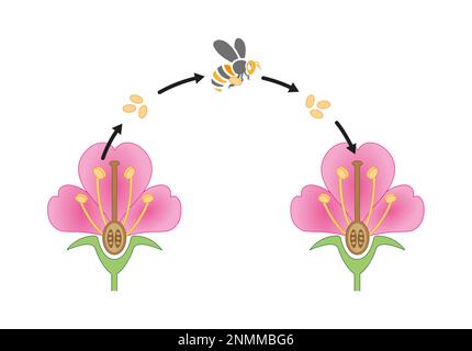 Pollinisation par les insectes, illustration Banque D'Images