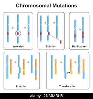Types de mutation chromosomique, illustration Banque D'Images