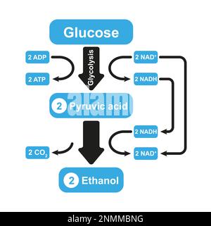 Fermentation alcoolique, illustration Banque D'Images