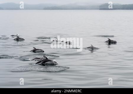 Groupe de dauphins à flancs blancs du Pacifique (Lagenorhynchus obliquidens), Tofino, île de Vancouver, Colombie-Britannique, Canada. Banque D'Images