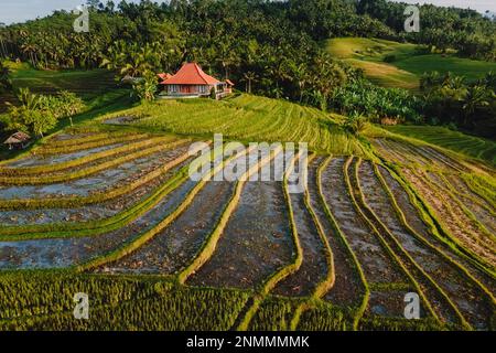 Vue aérienne sur les terrasses de riz avec lumière chaude du matin. Campagne avec champs dans l'île de Bali. Banque D'Images