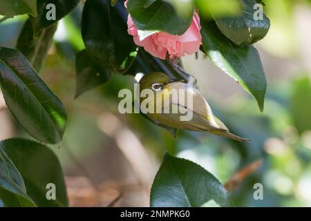 Un oiseau japonais à oeil blanc (Zosterops japonicus) se nourrissant de fleurs dans un parc à Kanagawa, au Japon. Banque D'Images