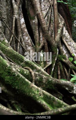 Racines à la base d'un figuier qui a « tué » son arbre hôte dans la réserve naturelle de Tangkoko, au nord de Sulawesi, en Indonésie. Un figue à la ligne commence la vie haut dans les arbres, selon Tim Knight of Fauna & Flora International dans son article publié le Phys.Org décembre 22, 2022. C'est quand un oiseau qui s'est nourri sur des fruits de figue dans les terres de la forêt sur l'arbre hôte et des dépôts de pooing contenant des graines non digérées, a-t-il écrit. 'Une des graines germe dans un étau d'écorce et fait germer un système de racines aériennes qui se dirige vers le fond de la forêt.' Banque D'Images