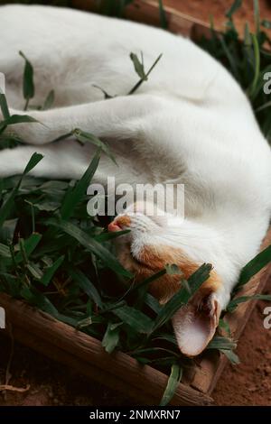 Photo verticale d'un chat grange au gingembre dormant confortablement sur une boîte d'herbe montrant le moment authentique et sincère d'une vie rurale simple et durable Banque D'Images