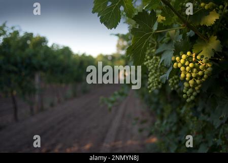 Bouquet de raisins suspendus dans un vignoble Banque D'Images